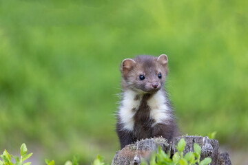 Cute young marten is looking at the camera standing on a stump. Horizontally. 