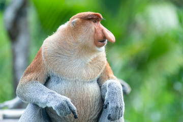 The proboscis monkey (Nasalis larvatus) or long-nosed monkey is a reddish-brown arboreal Old World...