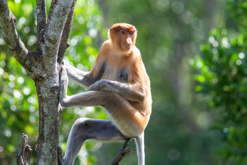 The proboscis monkey (Nasalis larvatus) or long-nosed monkey is a reddish-brown arboreal Old World monkey with an unusually large nose. It is endemic to the southeast Asian island of Borneo.