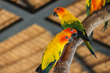 Beautiful colorful sun conure parrot birds on the tree branch