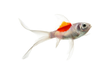 Gold fish Isolation on transparent png