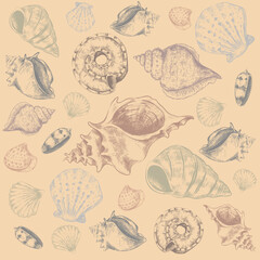 Sea shells. Hand drawn marine elements. Sketch style aquarium habitats, ocean mollusk collection, tropical fauna, engraved decorative wildlife objects, nautilus undersea vector isolated set