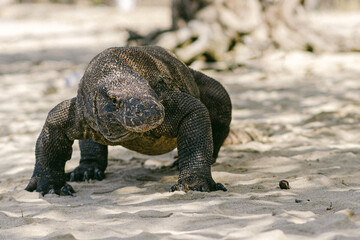 Komodo dragon