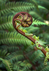 Detail of a fern. New Zealand nature. Plants.