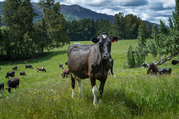 Curious cow with cattle herd in the hills of Matatmata New Zealand. Hills and pastures. Countryside.