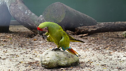 Red-fronted Macaw|Psittaciformes|Psittacidae|Ara|紅額金剛鸚鵡|紅額麥鷍「Red-fronted...