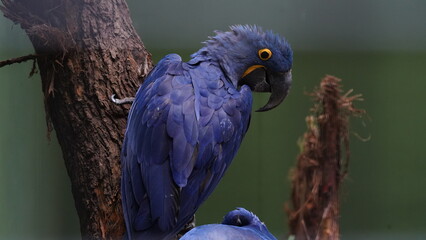 Hyacinth Macaw|Anodorhynchus hyacinthinus|紫藍金剛鸚鵡|紫藍麥鷍