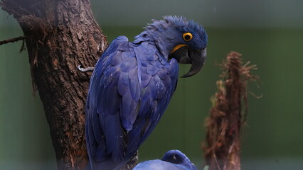 Obraz premium Hyacinth Macaw|Anodorhynchus hyacinthinus|紫藍金剛鸚鵡|紫藍麥鷍