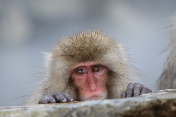 Snow monkey child taking the hot spring, in Nagano, Japan
