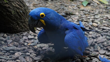 Hyacinth Macaw|Anodorhynchus hyacinthinus|紫藍金剛鸚鵡|紫藍麥鷍「Hyacinth...