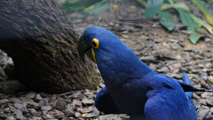 Hyacinth Macaw|Anodorhynchus hyacinthinus|紫藍金剛鸚鵡|紫藍麥鷍