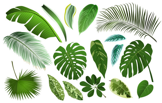 Tropical banana leaf set, realistic palm foliage. 3d isolated summer plants, mexican trees, fun american botanical spring. Hawaii tropical green trees, monstera. Vector isolated design