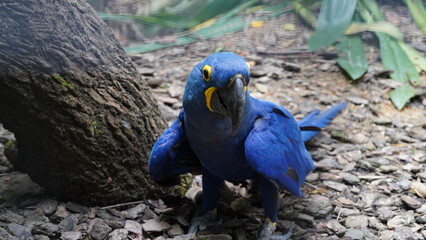 Hyacinth Macaw|Anodorhynchus hyacinthinus|紫藍金剛鸚鵡|紫藍麥鷍