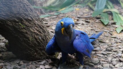 Hyacinth Macaw|Anodorhynchus hyacinthinus|紫藍金剛鸚鵡|紫藍麥鷍