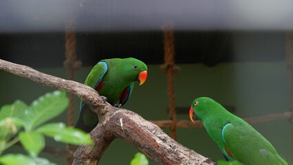 Eclectus Parrot|sumba eclectus|鹦鹉|桑巴岛