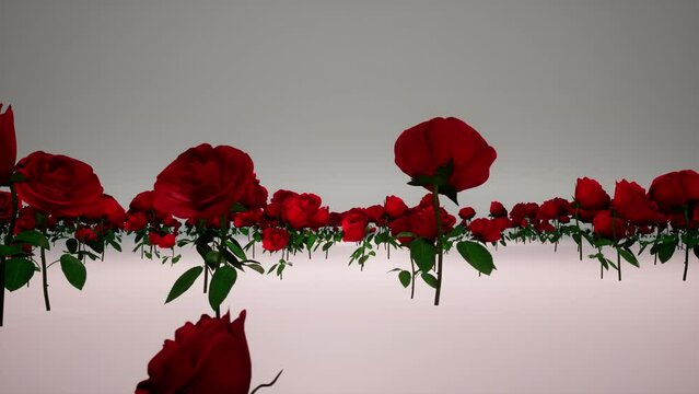 roses field animation holiday romantic valentines day couple of love frowing together customer video footage background