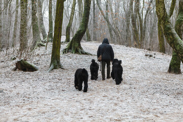 Men walking with three Black Russian Terrier dogs in autumn forest