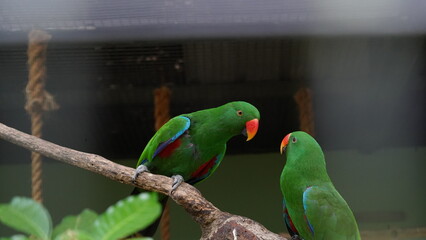Eclectus Parrot|sumba eclectus|鹦鹉|桑巴岛