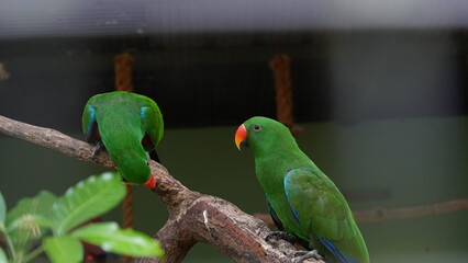 Eclectus Parrot|sumba eclectus|鹦鹉|桑巴岛