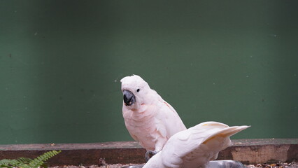 Psittaciformes| Cacatuidae|Cacatua|Cacatua ophthalmica|葵花鳳頭鸚鵡|藍眼鳳頭鸚鵡