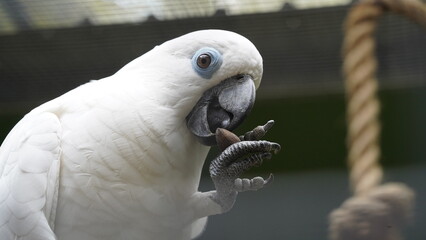 Psittaciformes| Cacatuidae|Cacatua|Cacatua ophthalmica|葵花鳳頭鸚鵡|藍眼鳳頭鸚鵡