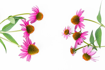 Layout of bright medicinal pink echinacea flowers with copy space in the center. Blank for postcards and congratulations - obrazy, fototapety, plakaty