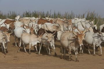 Zebu cow grazes on field in Senegal, Africa. Zebu (Bos indicus or Bos taurus indicus) - indicine cattle or humped cattle (fatty hump). Farm in Senegal. Livestock in Africa. African domestic animal