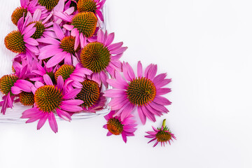 Bouquet of bright pink echinacea flowers with copy space. Blank for postcards and congratulations - obrazy, fototapety, plakaty