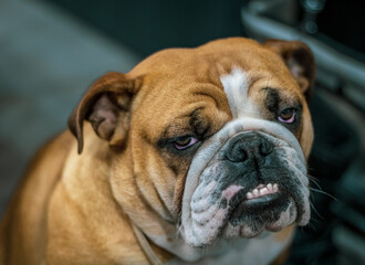 Obraz premium english bulldog portrait