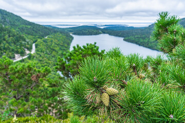 Fototapeta na wymiar Pine branch with cones on the background of the lake in the Acadia National Park. North Atlantic coast of the USA.