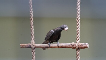 Dusky Parrot|Psittaciformes|Psittacidae|Pionus fuscus|暗色鹦哥|暗色鸚哥