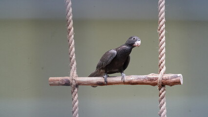 어두운앵무 (Pionus fuscus)는 중남미의 열대 지역에서 서식하는 앵무새로, 주로 고산지대의 숲에서 발견됩니다. 이 앵무새는 독특한 색상과 부드러운 성격으로 인기가 있으며, 애완동물로도 많이 기르는 종입니다.