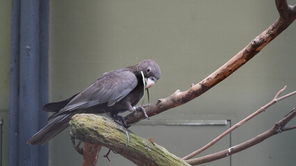 Pionus fuscusは、一般的にダスキーパイヨン（Dusky Parrot）として知られる鳥の種です。これらの鳥は、中央アメリカや南アメリカに生息し、鮮やかな色合いの羽毛を持つパロット科の一員です。ダスキーパイヨンは、グレーから茶色の羽毛が特徴で、よく飼われるペットとして人気があります。彼らは比較的穏やかな性格を持ち、静かで人懐っこい性質で知られています。