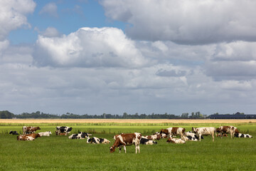Obraz premium Dutch countryside in Groningen with cows and beautiful summer clouds