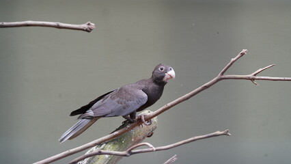 Dusky Parrot|Psittaciformes|Psittacidae|Pionus fuscus|暗色鹦哥|暗色鸚哥