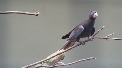 Dusky Parrot|Psittaciformes|Psittacidae|Pionus fuscus|暗色鹦哥|暗色鸚哥