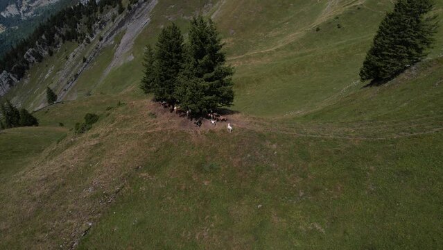 Chèvres à l'ombre dans les Alpes