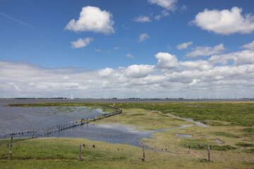 Salt marsh with sheep in Dutch province Groningen
