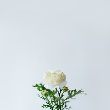 Minimal aesthetic spring seasonal background with white ranunculus flower, soft focused, natural easter floral greeting card image with copy space