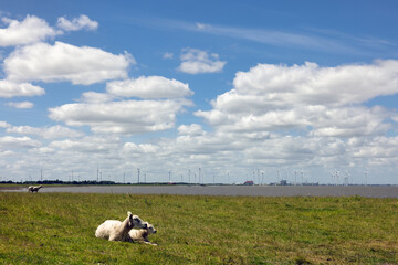 Resting sheep at salt marsh in Dutch province Groningen