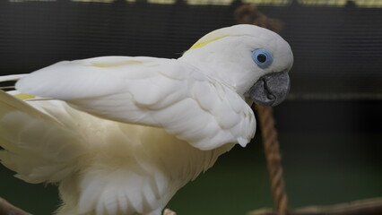 Psittaciformes| Cacatuidae|Cacatua|Cacatua ophthalmica|葵花鳳頭鸚鵡|藍眼鳳頭鸚鵡