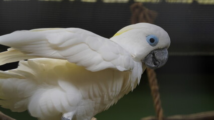 Psittaciformes| Cacatuidae|Cacatua|Cacatua ophthalmica|葵花鳳頭鸚鵡|藍眼鳳頭鸚鵡