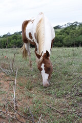 
wild horse eating in farmer field