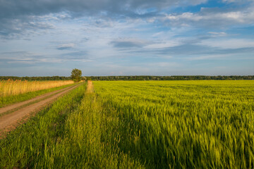 Beautiful sunset over the wheat field, developing wheat, beautiful golden wheat field, cultivated agricultural land - 559174820