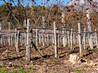 Fototapeta na wymiar Winter leafless vineyard on rocky land view from ground level