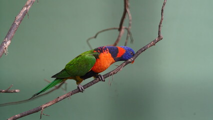 Red-collared lorikeet|Psittaciformes|Trichoglossus|Trichoglossus