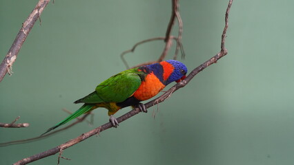 Red-collared lorikeet|Psittaciformes|Trichoglossus|Trichoglossus|紅領吸蜜鸚鵡| rubritorquis红领彩虹鹦鹉