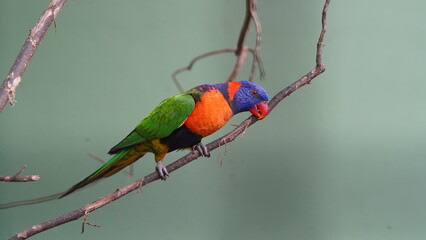 Red-collared lorikeet|Psittaciformes|Trichoglossus|Trichoglossus|紅領吸蜜鸚鵡| rubritorquis红领彩虹鹦鹉