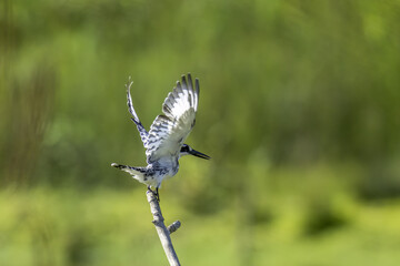 kingfisher on branch