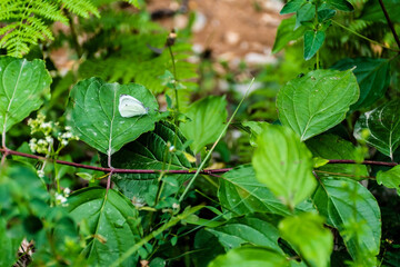 Pieris brassicae, the large white, also called cabbage butterfly surrounded by vegetation.